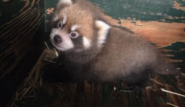 Winnipeg's Assiniboine Park Zoo thrilled as red panda cub emerges