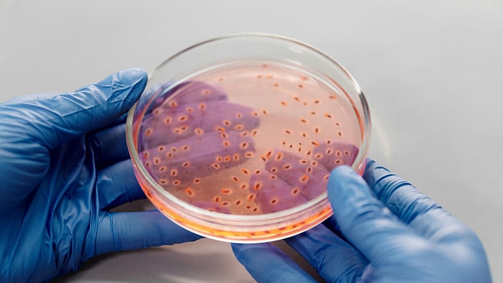 Gut viruses are evolving new tricks to beat bacteria — and could help fight superbugs