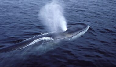 From blue whales to prehistoric giants, these are 10 of the largest marine animals to ever exist