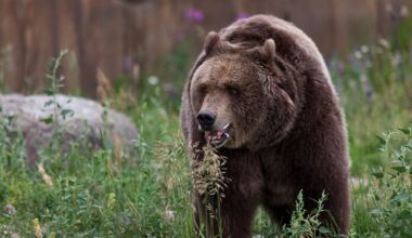72-Year-Old Hiker Is Hospitalized After Grizzly Attack. Authorities Are Not Attempting to Capture the Bear