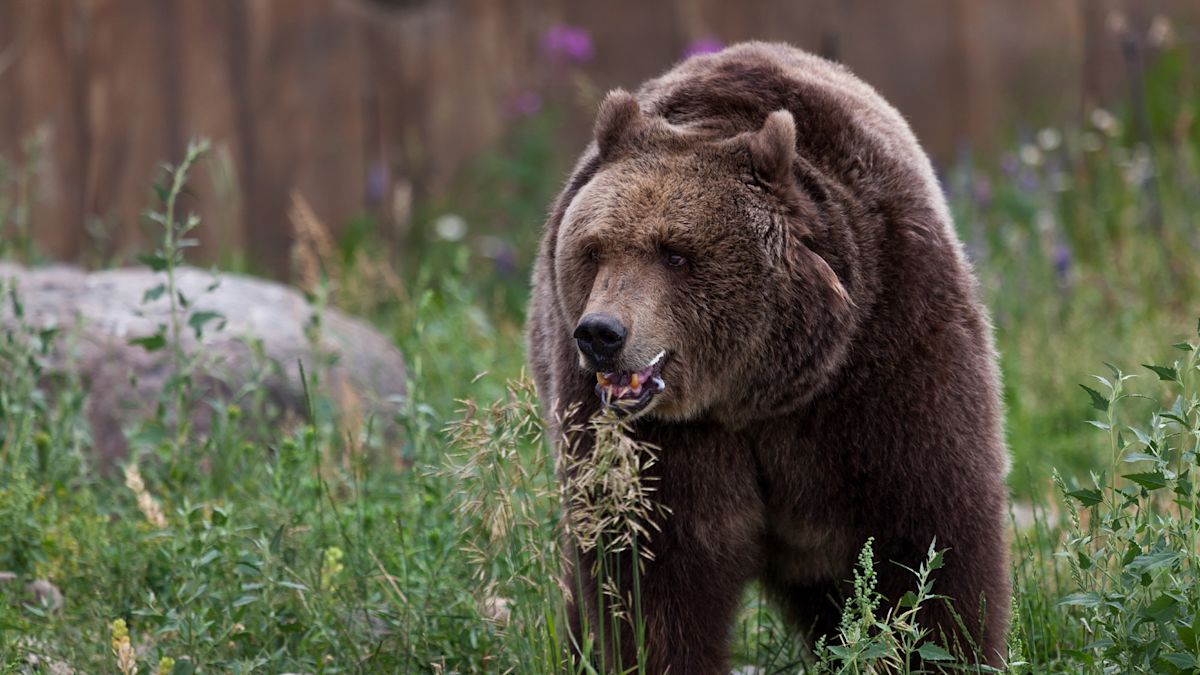 72-Year-Old Hiker Is Hospitalized After Grizzly Attack. Authorities Are Not Attempting to Capture the Bear