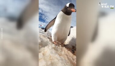 Penguin Spots Strange Object in Snow and Can't Resist Investigating