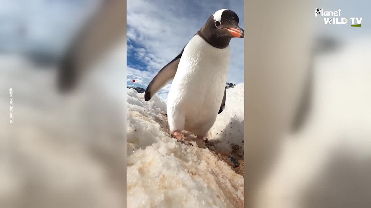 Penguin Spots Strange Object in Snow and Can't Resist Investigating