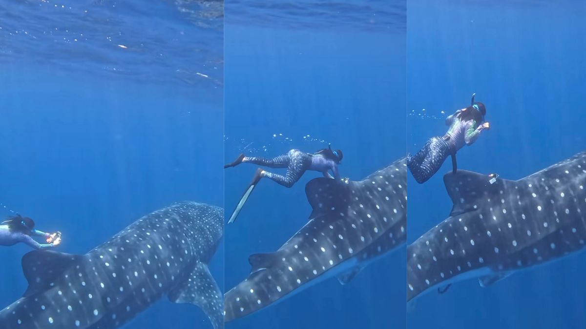 How do you tag the world’s biggest fish? Fins and flexibility.