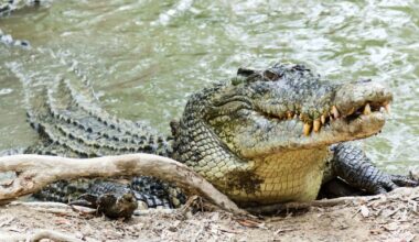 Fossil study suggests ancient crocodiles evolved to be cold-blooded only after a mass extinction
