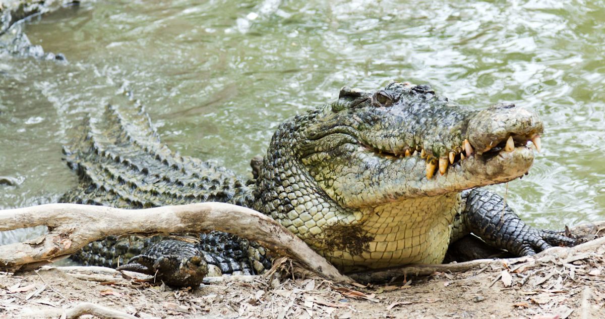 Fossil study suggests ancient crocodiles evolved to be cold-blooded only after a mass extinction