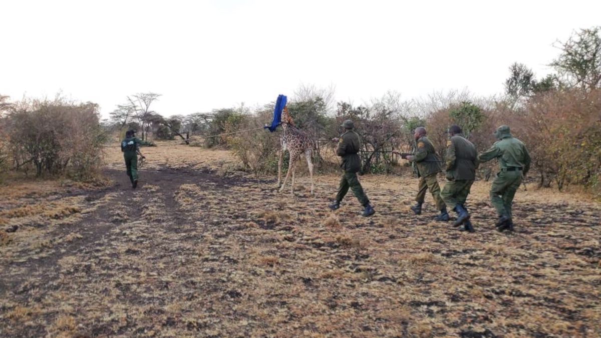 Kenya crews race to rescue giraffe cow and calf from electric fence, but the mother didn't make it