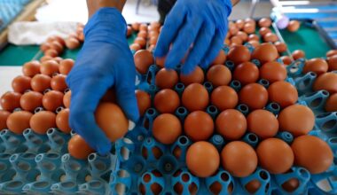 Salmonella cases linked to imported eggs rise by 25% in a week, new figures show