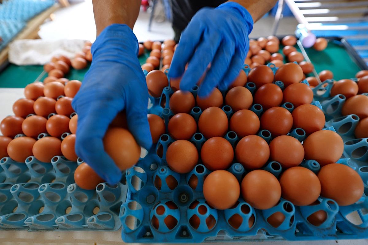 Salmonella cases linked to imported eggs rise by 25% in a week, new figures show