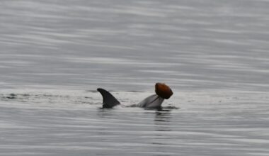 Dolphins caught on camera using seashells to catch fish for first time