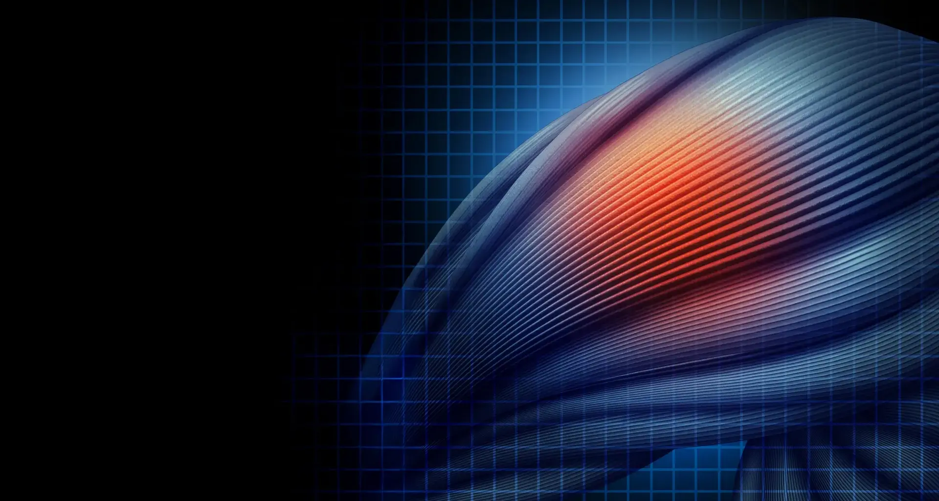 Without this protein, damaged muscle turns to fat and scar tissue