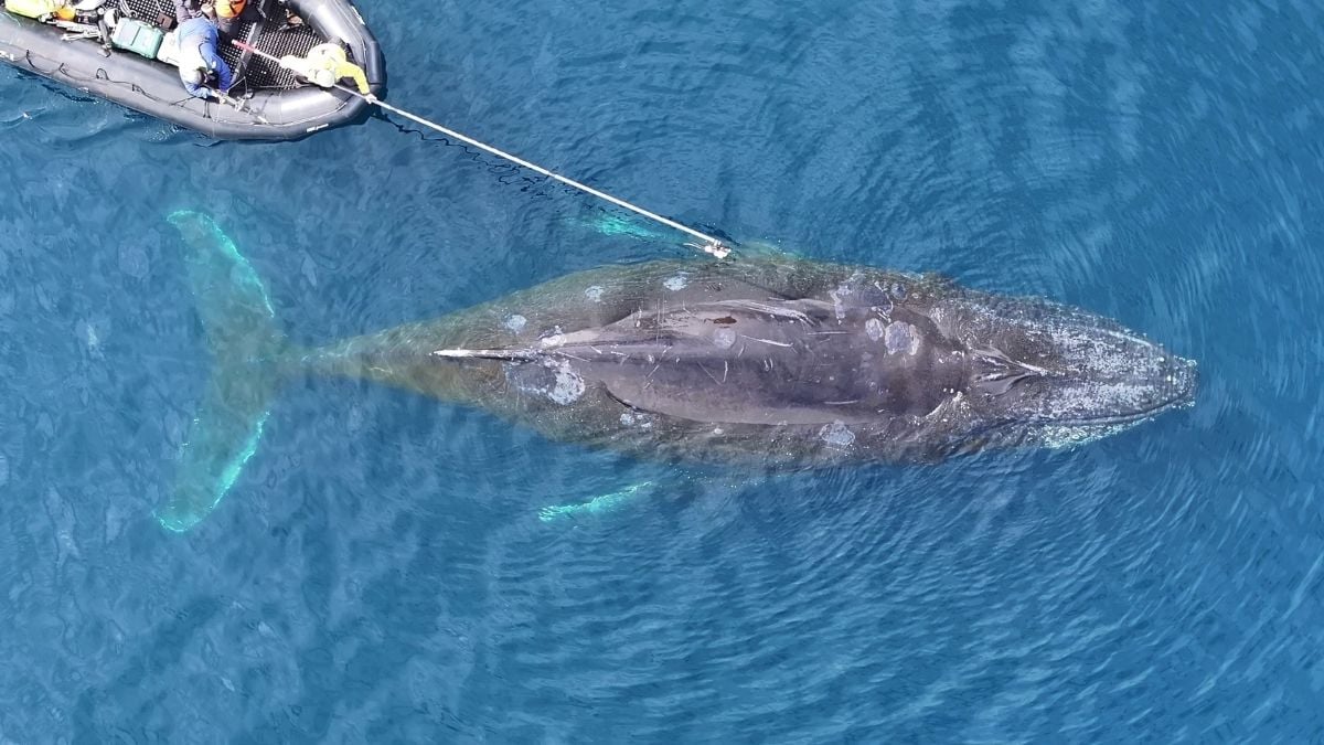 Scientists Are Starting To Understand The 'Largest Biomechanical Event on Earth': Whales Hunting For Food on a Single Breath : ScienceAlert
