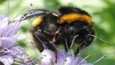 Scientists found common eastern bumblebee queens can survive underwater for up to 1 week; the 2024 University of Guelph study began after flooded fridge tubes