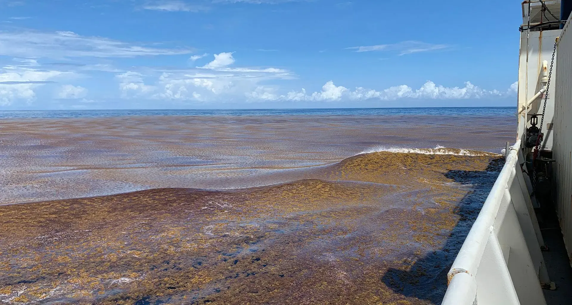 AI reveals a massive algae boom across the world’s oceans
