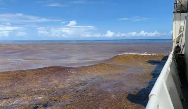 AI reveals a massive algae boom across the world’s oceans
