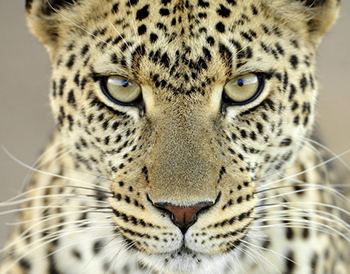 Leopards Eating Your Face Party is Hungry