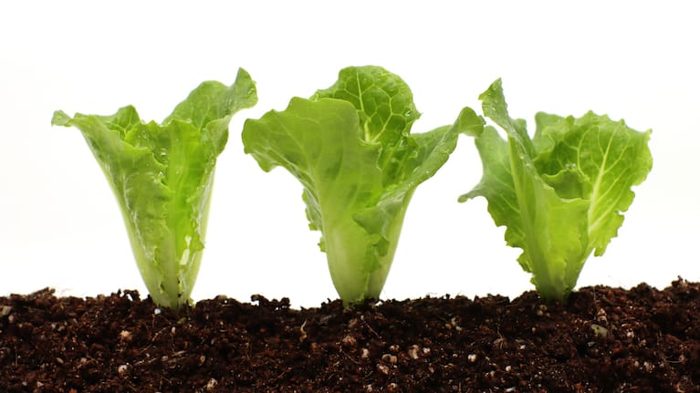 Growing lettuces is a great way to reduce food waste in the form of that sludgy forgotten lettuce in the fridge.