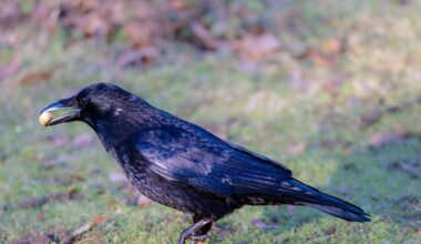Researchers in Japan documented carrion crows placing walnuts in front of cars stopped at traffic lights, then letting the vehicles crack the shells before retrieving the food — behaviour recorded repeatedly over 21 months.