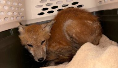 Local volunteers use sardines to trap, rescue sick foxes