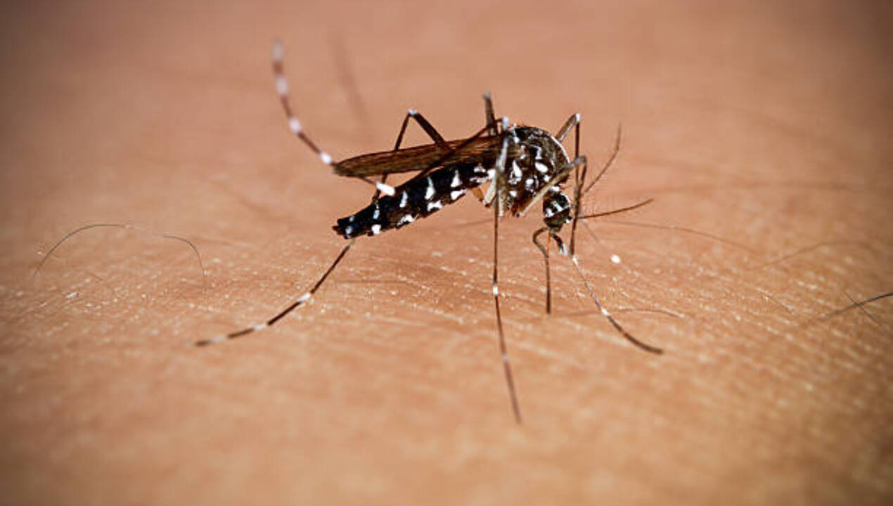 Mosquitoes can travel through areas that are hard for researchers to access directly, and they can potentially provide biological clues from places not easily reached by humans. Mosquitoes can travel through areas that are hard for researchers to access directly, and they can potentially provide biological clues from places not easily reached by humans.