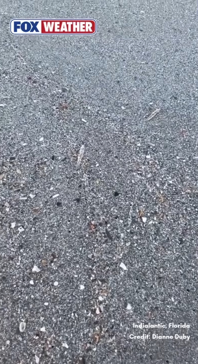 Clear, worm-like marine creatures on a sandy beach.