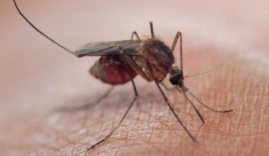 Single dose malaria drug could simplify treatment worldwide in medical breakthrough