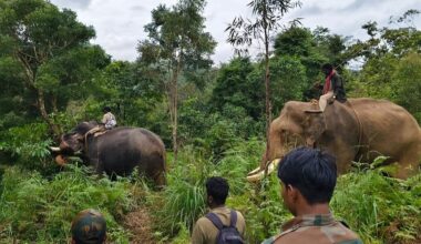 Two kumki elephants deployed to drive away makhna jumbo from residential areas in TN
