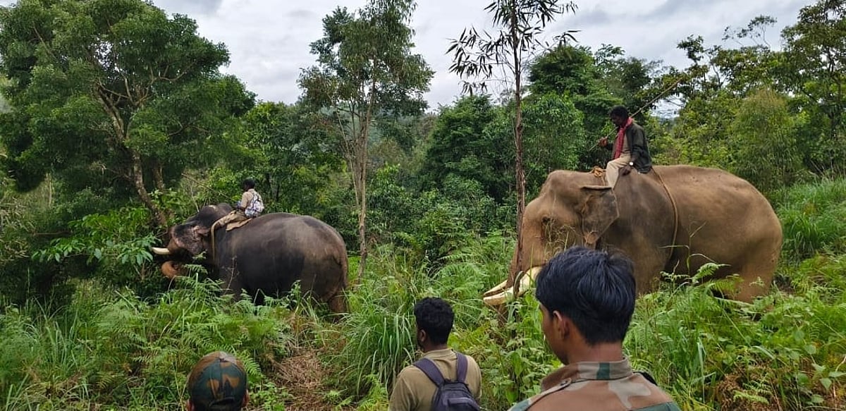 Two kumki elephants deployed to drive away makhna jumbo from residential areas in TN