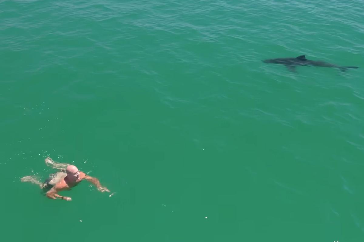 Great white sharks circle swimmer off California coast in new video