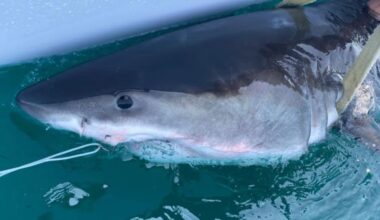 Great white shark Percy pings 14 miles from Long Island coast