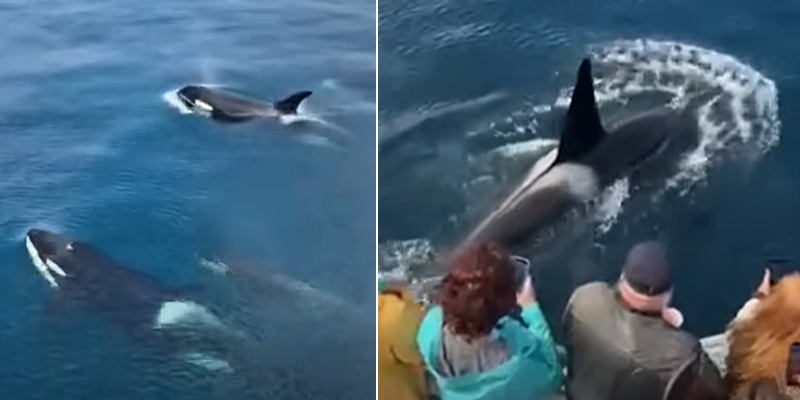 Local Tour Boat Operator Responds to Concerns of Vessel Getting Too Close to Orcas