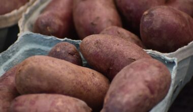 On the Japanese island of Okinawa, a cluster of villages produced so many people who lived past 100 that researchers spent decades studying their diet and eventually traced part of the effect to a purple sweet potato that supplied roughly 60 percent of daily calories through the first half of the twentieth century