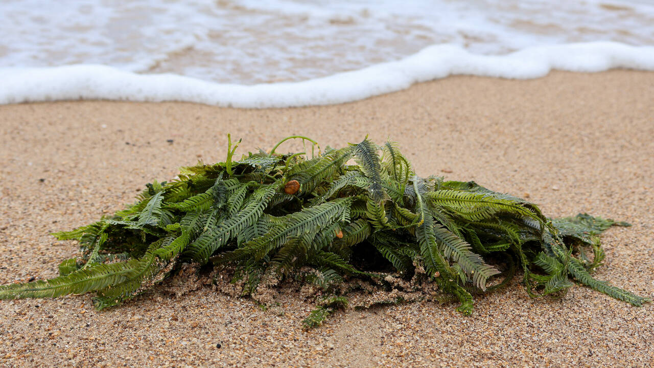 One of the coolest things about Caulerpa taxifolia is how well it can reproduce One of the coolest things about Caulerpa taxifolia is how well it can reproduce