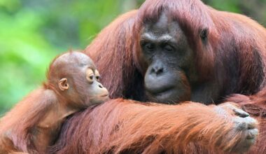 Orangutan mothers plan playdates for their babies, study finds