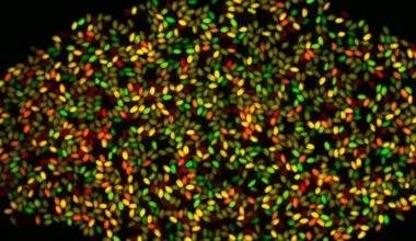 Gene Discovery Could Unlock Hidden Crop Traits