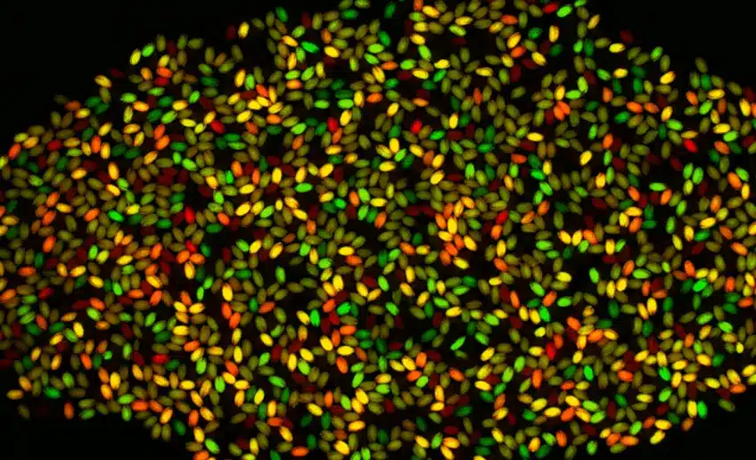 Gene Discovery Could Unlock Hidden Crop Traits