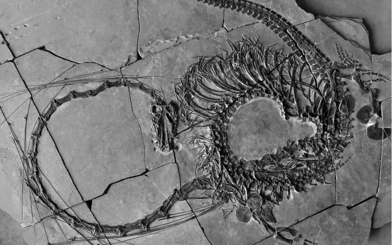 *Dinocephalosaurus orientalis*