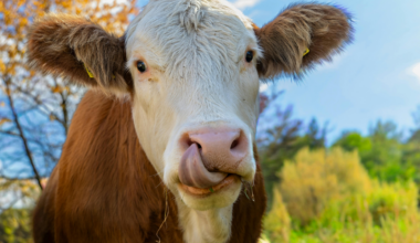A pet cow has been filmed picking up a handheld brush and flipping it — bristled side against her back and flanks, smooth handle for the sensitive skin of her udder and legs — adjusting her grip by body region, in what researchers call the first documented case of flexible tool use in cattle
