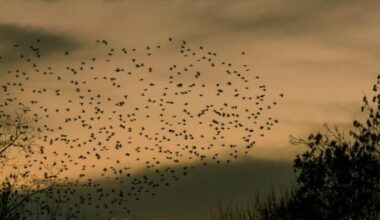 Migrating birds may see Earth’s magnetic field superimposed on the world around them — the result, scientists suspect, of a quantum reaction inside light-sensitive proteins in their eyes called cryptochromes.