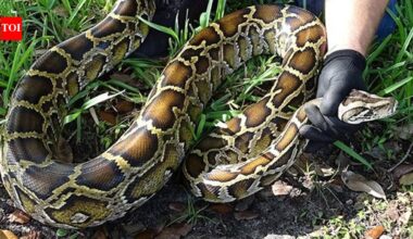 When a district in Florida's Everglades used robot rabbits to eliminate its ever-growing population of Burmese pythons