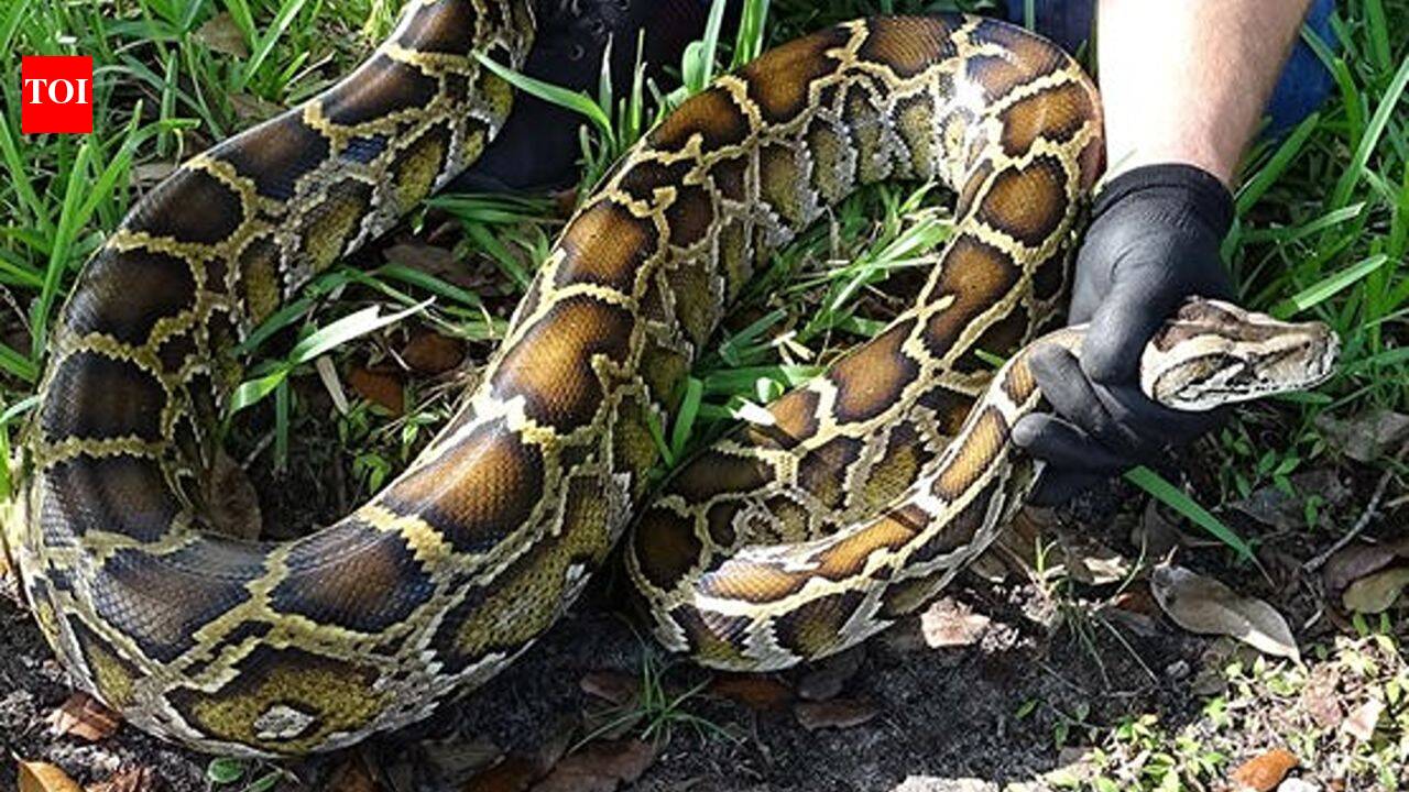 When a district in Florida's Everglades used robot rabbits to eliminate its ever-growing population of Burmese pythons