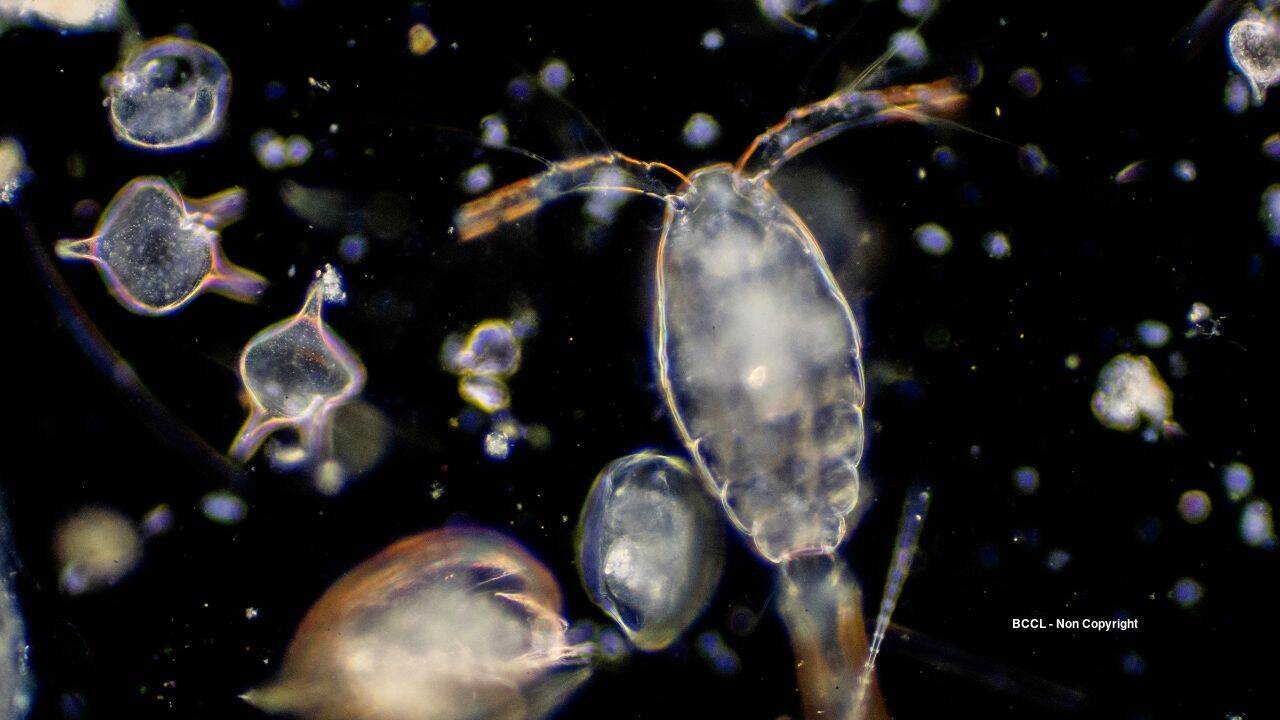 Plankton (representative image) Plankton (representative image)