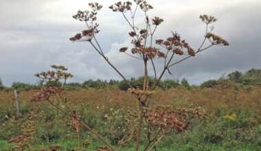 Wild parsnips (City of Ottawa)