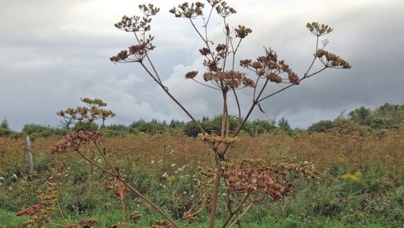 Wild parsnips (City of Ottawa)