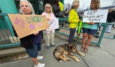 Bear cub and mother put down in Nelson