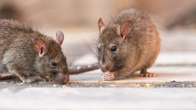 Animals with lower-protein diets often lived longer and showed signs of healthier ageing.