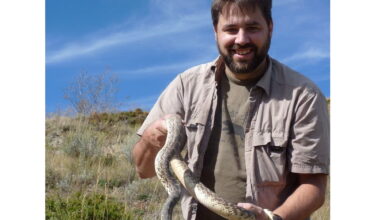 Rattlesnake season prompts safety reminder from SHA - DiscoverMooseJaw.com