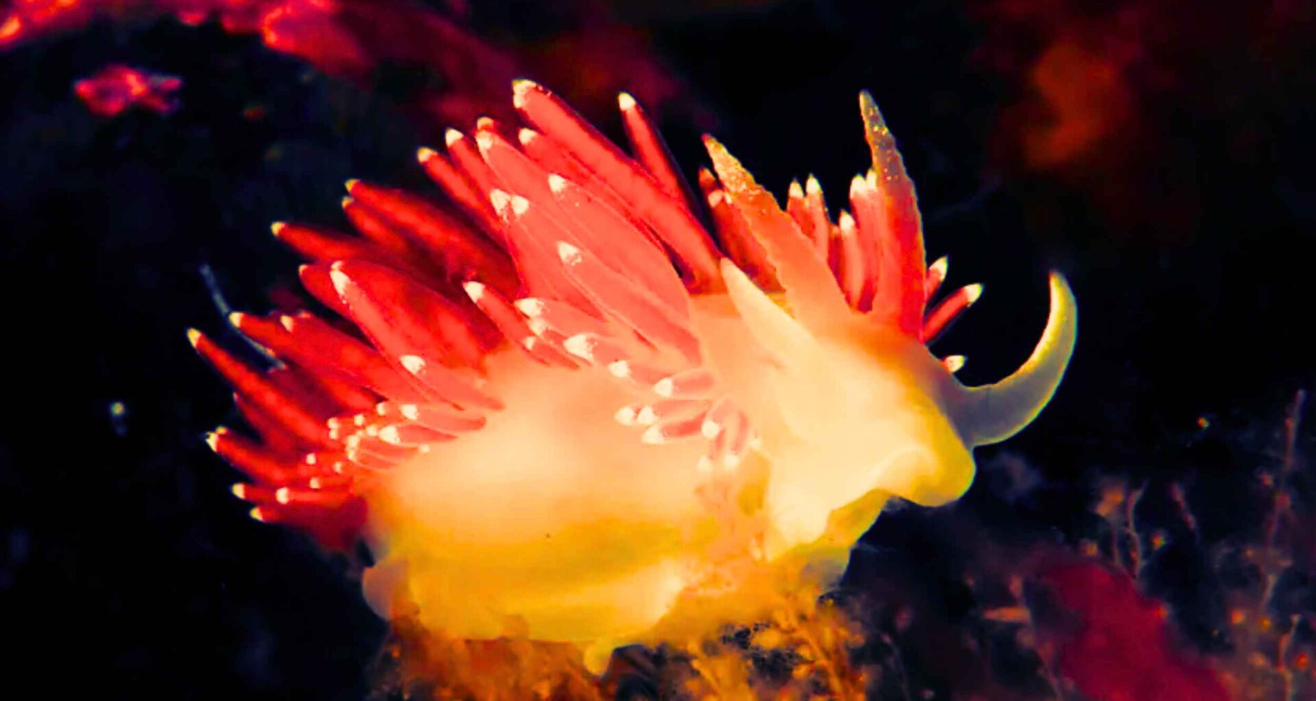 Interesting link between this red sea slug and the 2026 World Cup