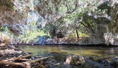 'Like a sci-fi movie': giant spider web covers Israeli nature reserve