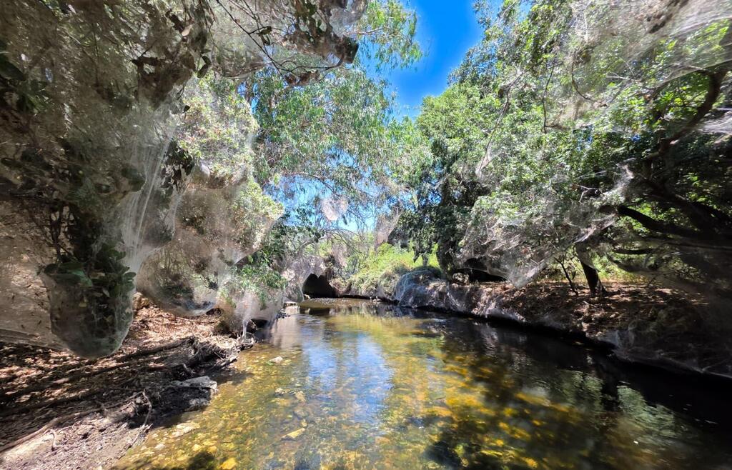 Spider webs everywhere (Photo: Yehiyam Dahan/Israel Nature and Parks Authority) קורי עכביש בכל מקום